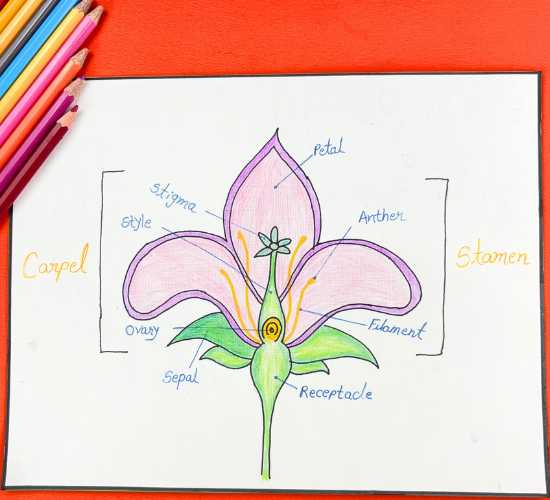 Parts of Flowers