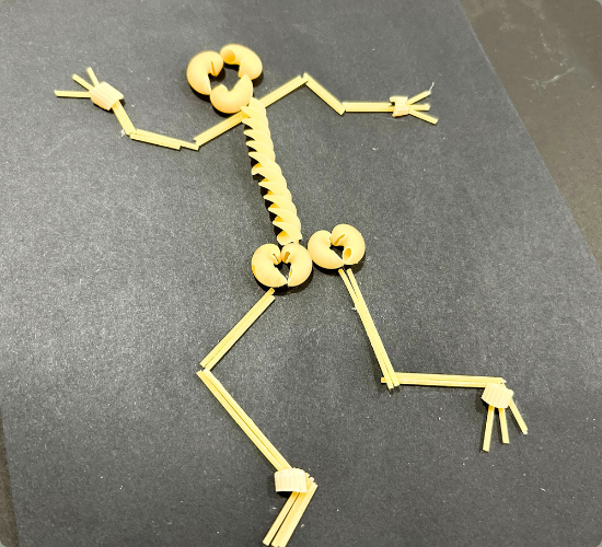 Noodle Anatomy