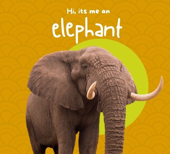 Elephant Fun Facts