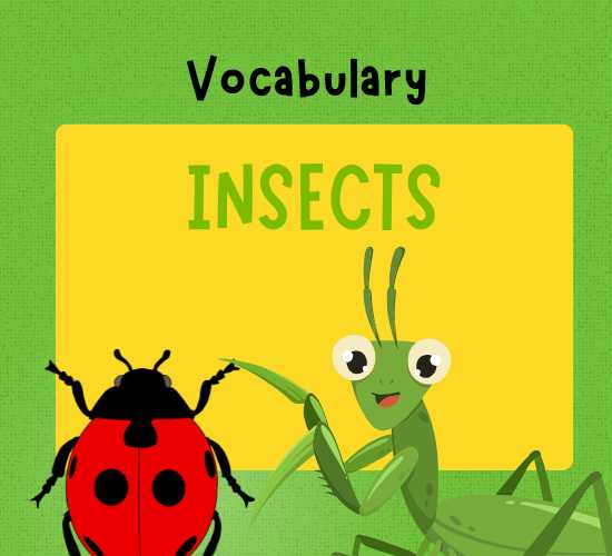 Insects Vocabulary with Sound