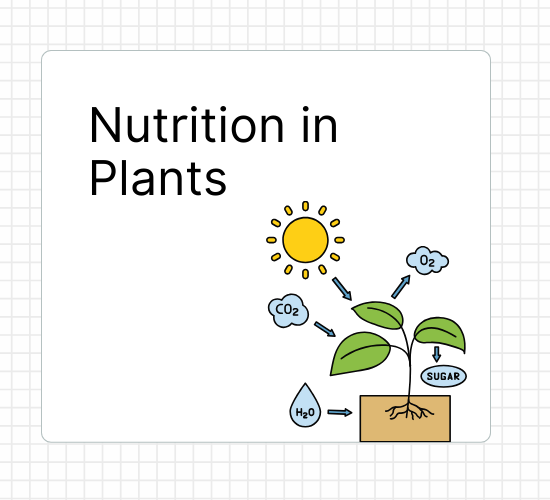 Nutrition in Plants