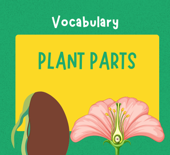 Plant Parts Vocabulary