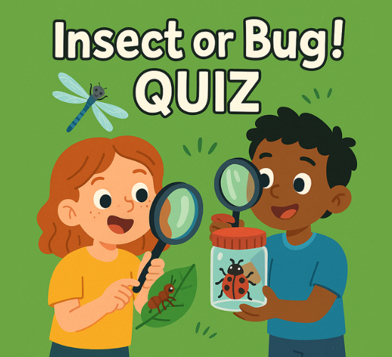 Guess the Insect or Bug! Quiz