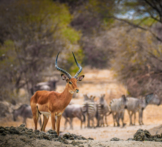 How to Tell Wild Animal