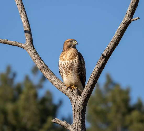 Hawk Roosting