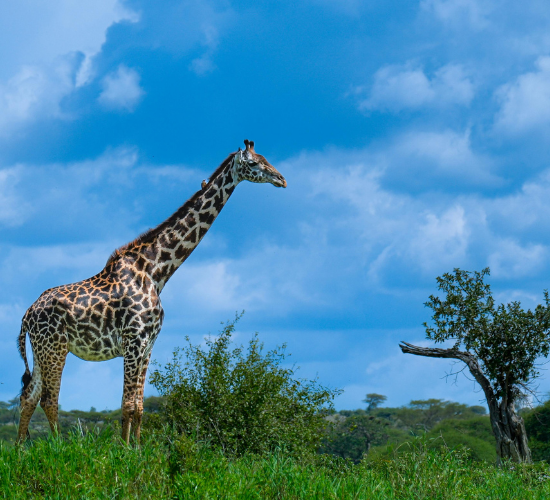 Natural Vegetation and Wildlife