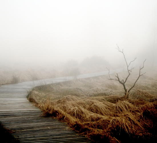 Fog