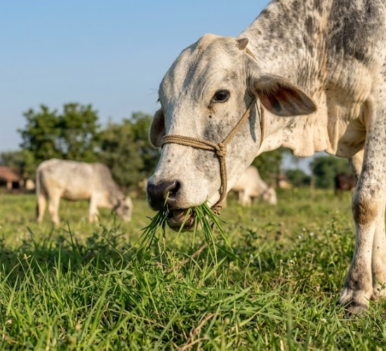 Nutrition in Animals