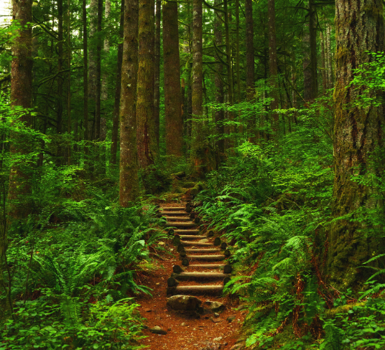 Forests: Our Lifeline