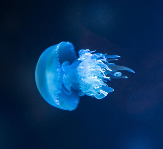Fun Jellyfish Quiz