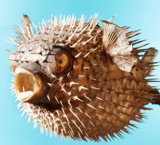 Fun Pufferfish Quiz