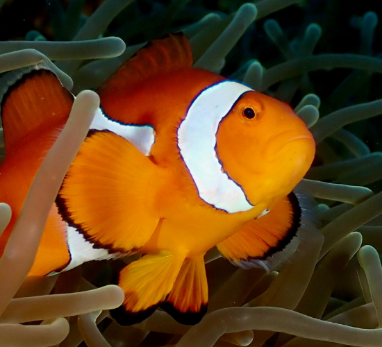 Fun Clownfish Quiz