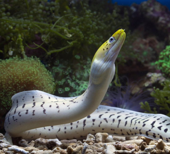 Fun Eel Quiz