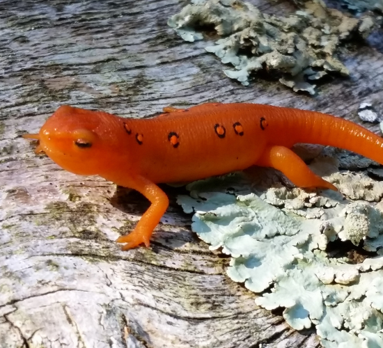 Fun Newts Quiz