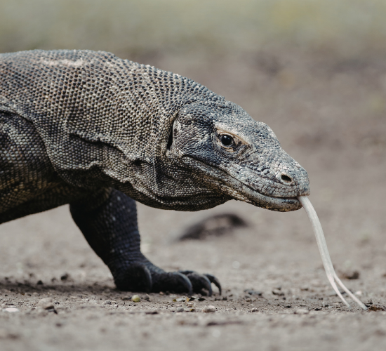 Fun Komodo dragon Quiz