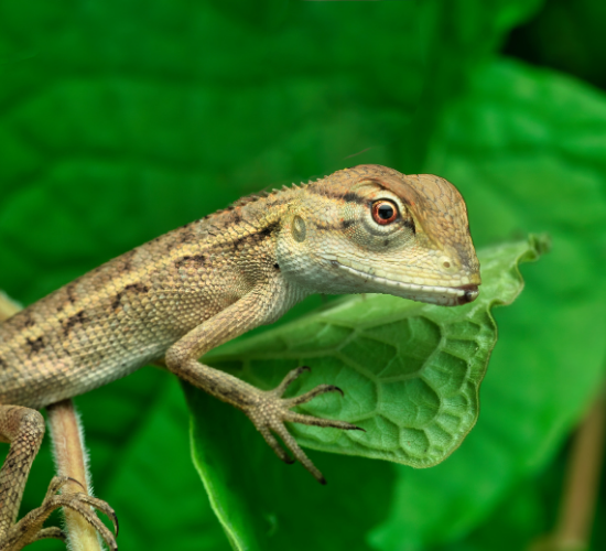 Fun Gecko Quiz