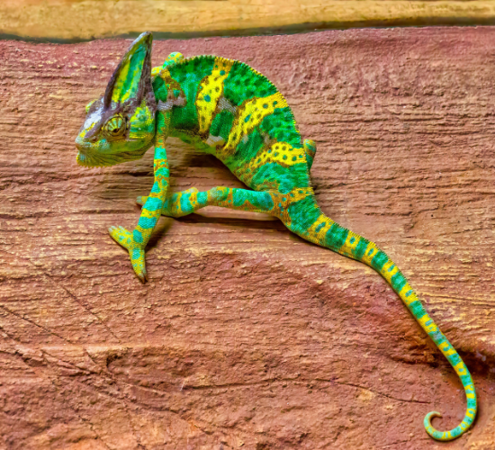 Fun Chameleon Quiz