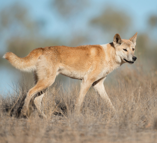 Fun Dingo Quiz