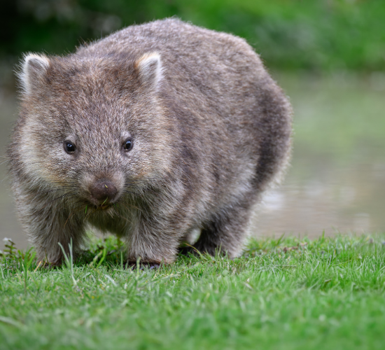 Fun Wombat Quiz