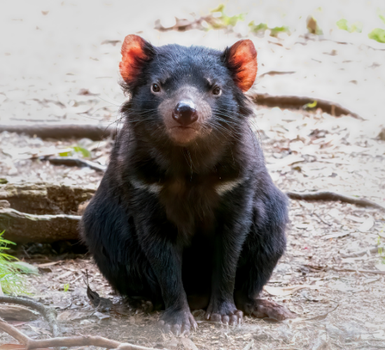 Fun Tasmanian devil Quiz