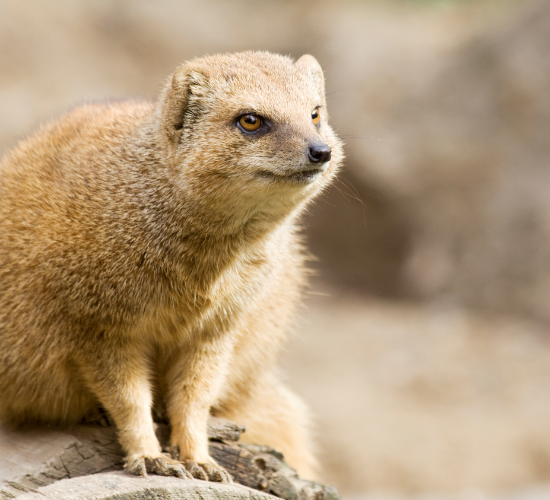 Fun Mongoose Quiz
