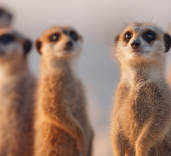 Fun Meerkat Quiz