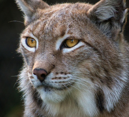 Fun Lynx Quiz
