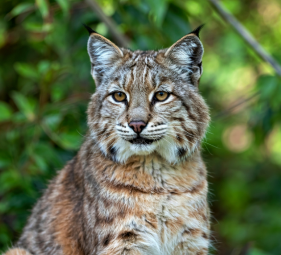 Fun Bobcat Quiz
