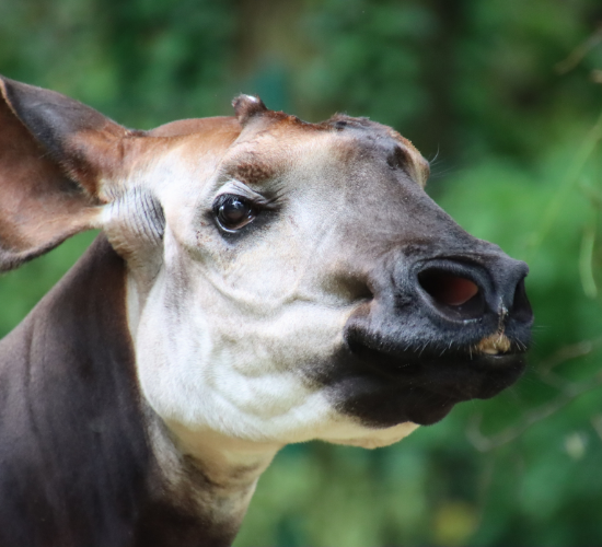 Fun Okapi Quiz