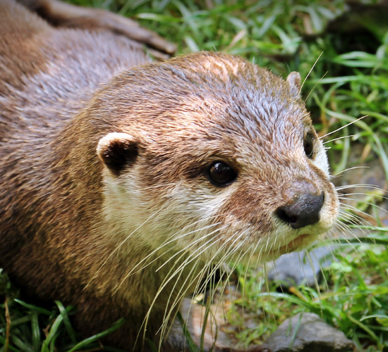 Fun Otter Quiz