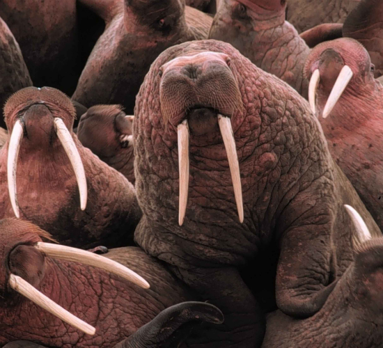 Fun Walrus Quiz