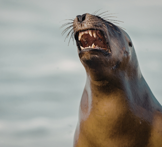 Fun Sea Lion Quiz