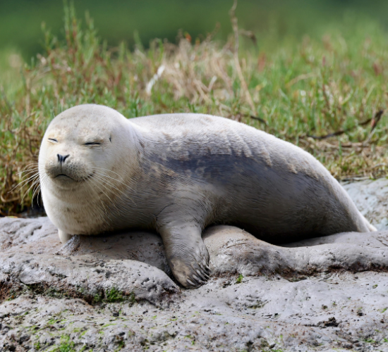 Fun Seal Quiz