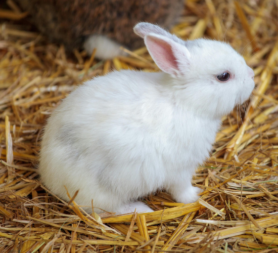 Fun Rabbit Quiz