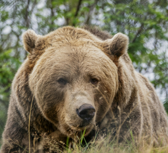 Fun Bear Quiz