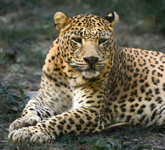 Fun Leopard Quiz