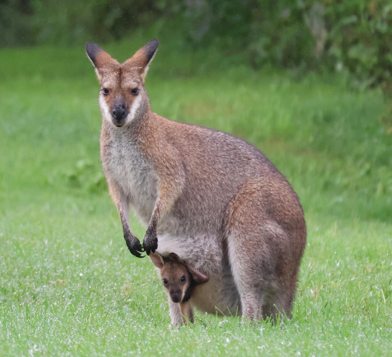 Fun Kangaroo Quiz