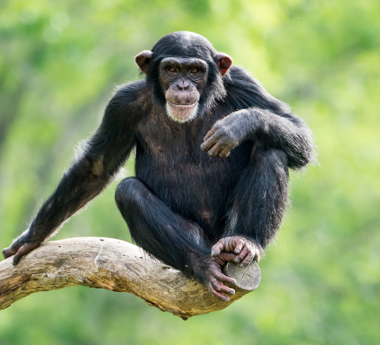 Fun Chimpanzee Quiz