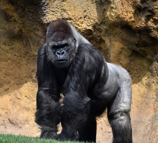 Fun Gorilla Quiz