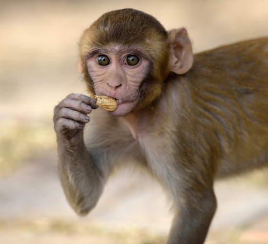 Fun Monkey Quiz