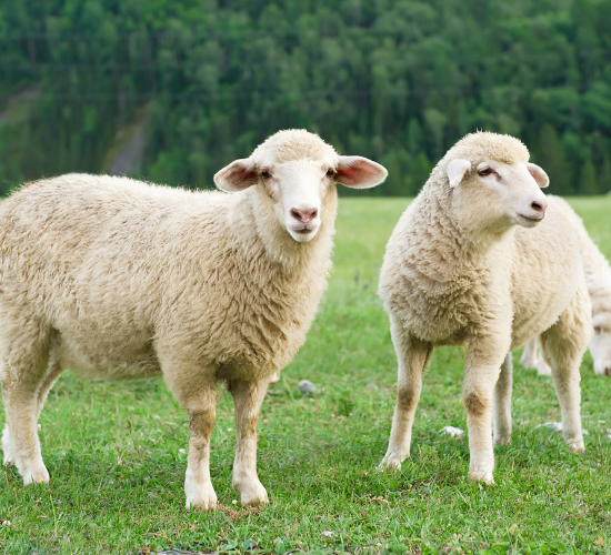 Fun Sheep Quiz