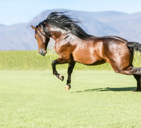 Fun Horse Quiz
