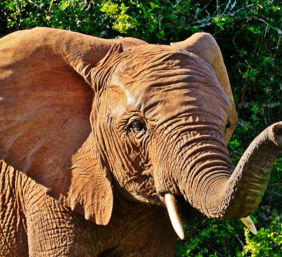 Fun Elephant Quiz
