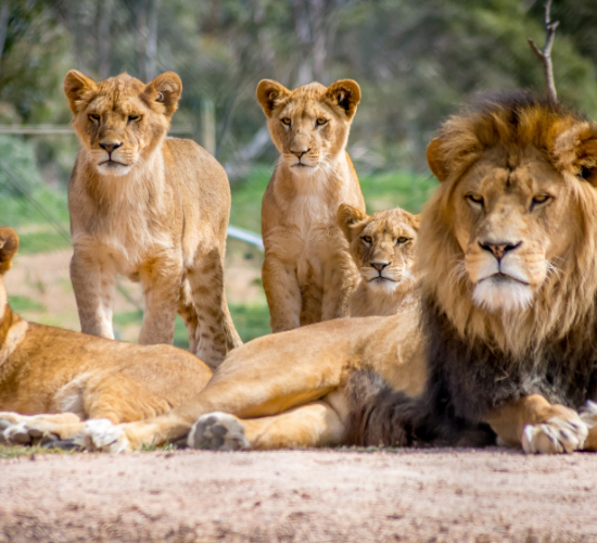 Fun Lion Quiz