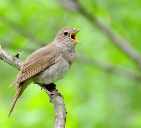 Fun Nightingale Quiz