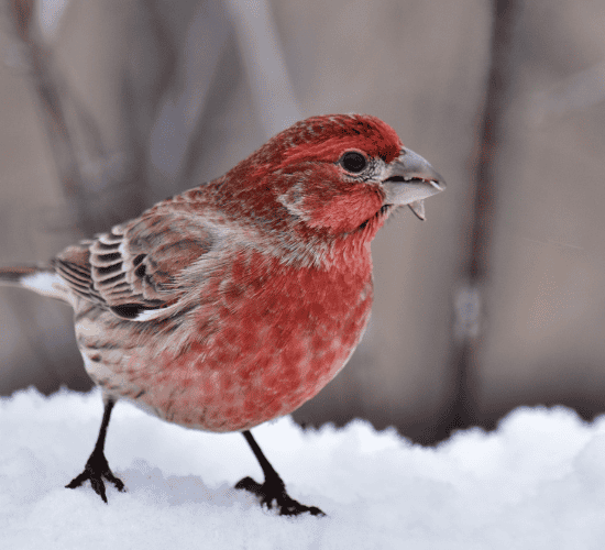 Fun Finch Quiz