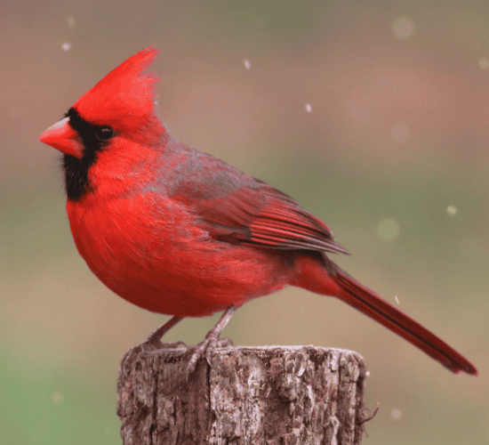 Fun Cardinal Quiz