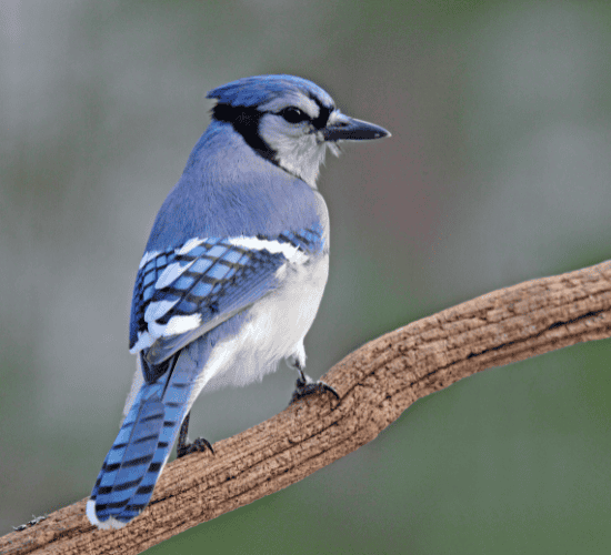 Fun Blue jay Quiz