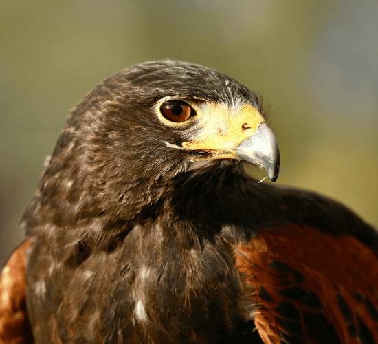 Fun Hawk Quiz