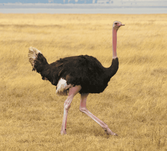 Fun Ostrich Quiz